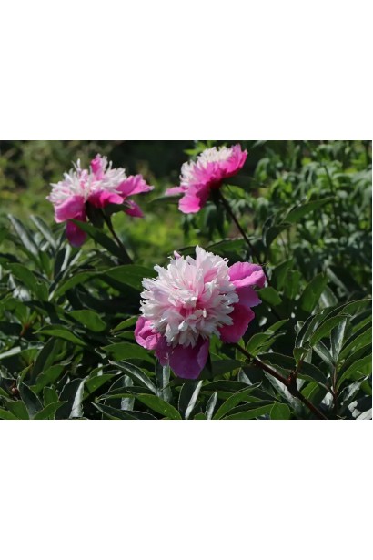 Кущ півонії Селебріті: естетичний акцент у вашому саду з тривалим цвітінням.